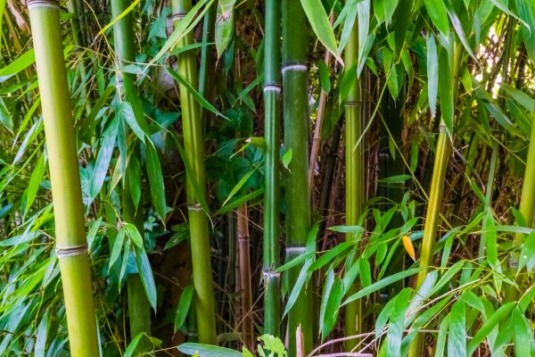 Bamboo Trimming in Charlottesville