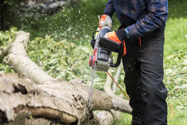 Branch Removal Service in Charlottesville