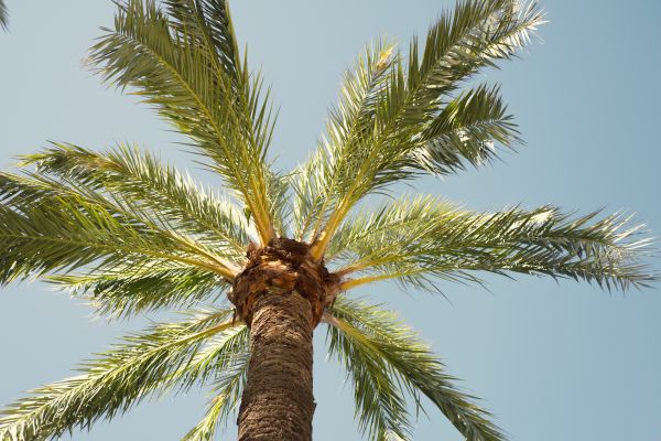 Palm Tree Pruning in Charlottesville