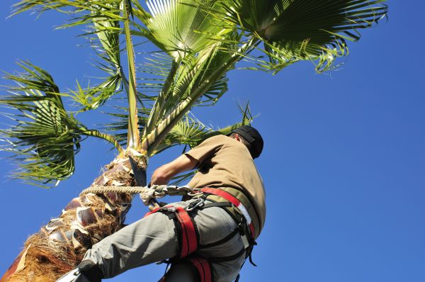 Palm Tree Trimming in Charlottesville