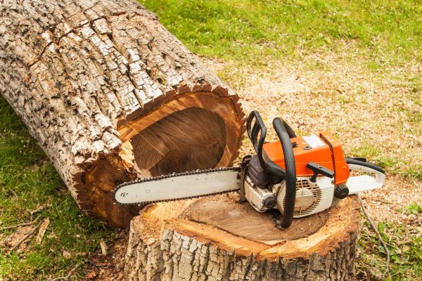 Tree Cutting Service in Charlottesville