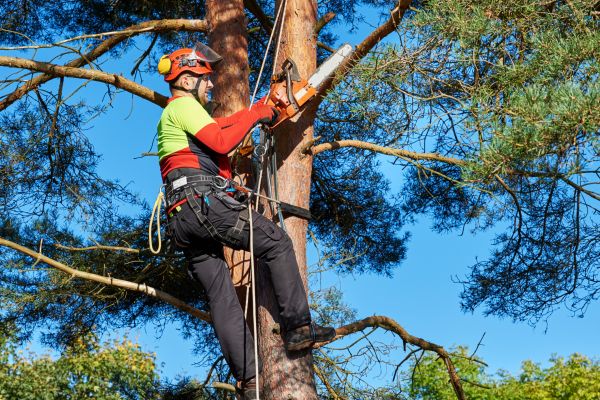 Tree Service in Charlottesville