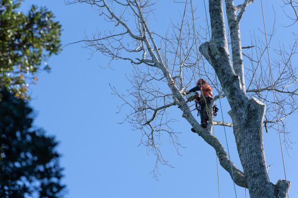 Tree Topping Service in Charlottesville