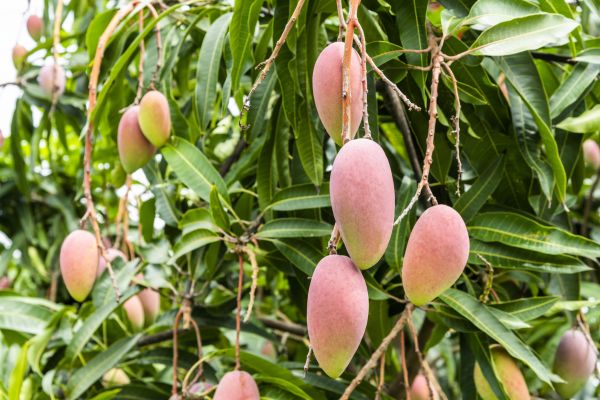 Mango Tree Trimming in Charlottesville