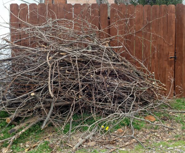 Dead Branch Removal in Charlottesville