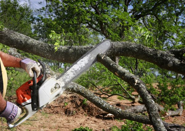 Tree Branch Cutting in Charlottesville