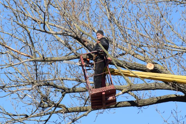 Emergency Tree Trimming in Charlottesville