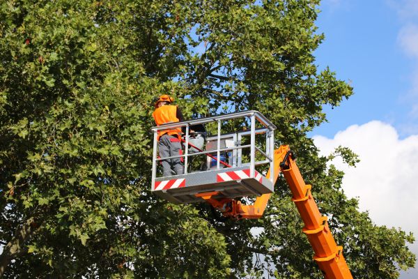 Commercial Tree Service in Charlottesville