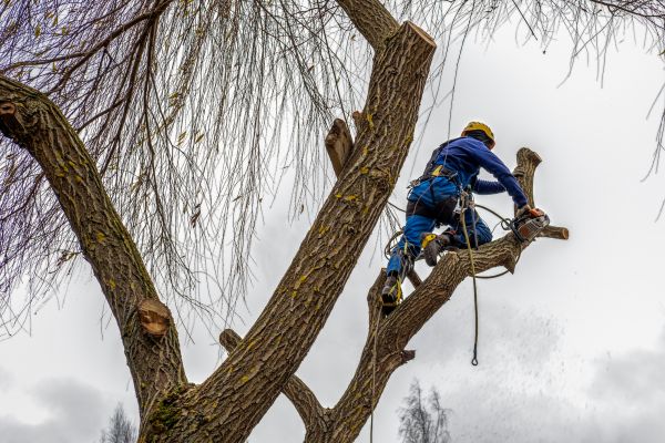 Tree Maintenance Service in Charlottesville
