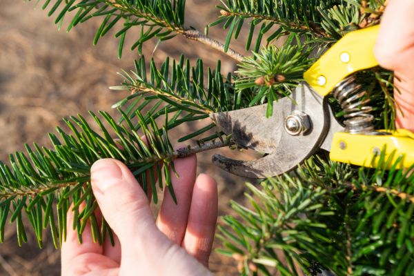 Pine Tree Pruning in Charlottesville