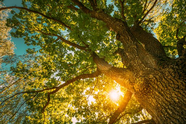 Oak Tree Pruning in Charlottesville