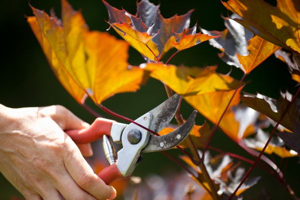 Maple Tree Pruning in Charlottesville