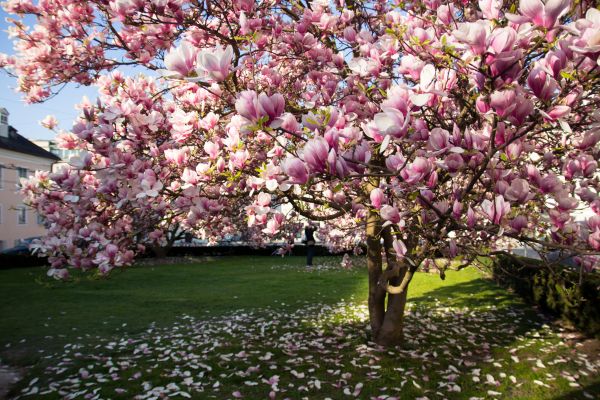 Magnolia Tree Pruning in Charlottesville