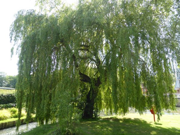 Willow Tree Trimming in Charlottesville