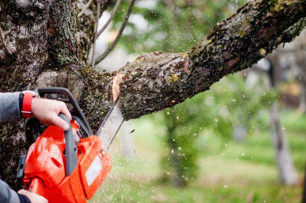 Tree Limbs Removal in Charlottesville