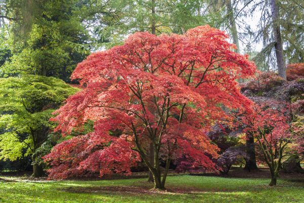Japanese Maple Pruning in Charlottesville