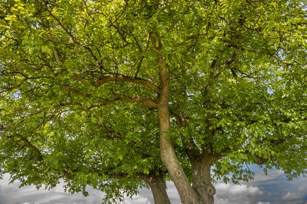 Walnut Tree Trimming in Charlottesville