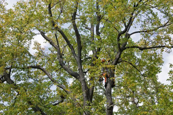 Tree Crown Shaping in Charlottesville