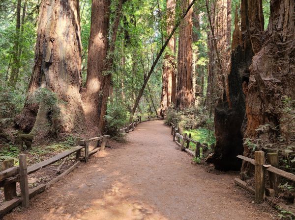 Redwood Tree Pruning in Charlottesville
