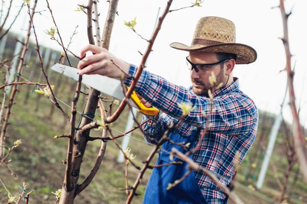 Orchard Tree Pruning in Charlottesville