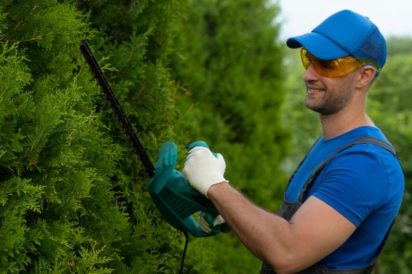Tree Shaping Service in Charlottesville
