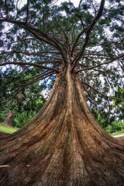 Cedar Tree Pruning in Charlottesville