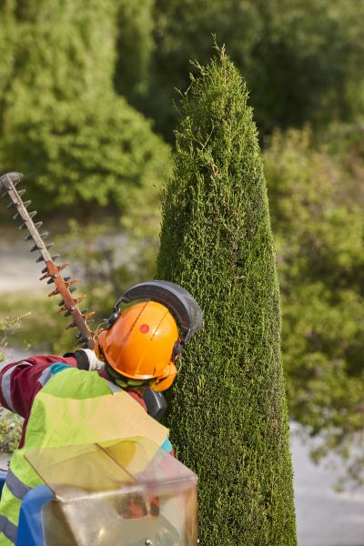 Cypress Tree Trimming in Charlottesville