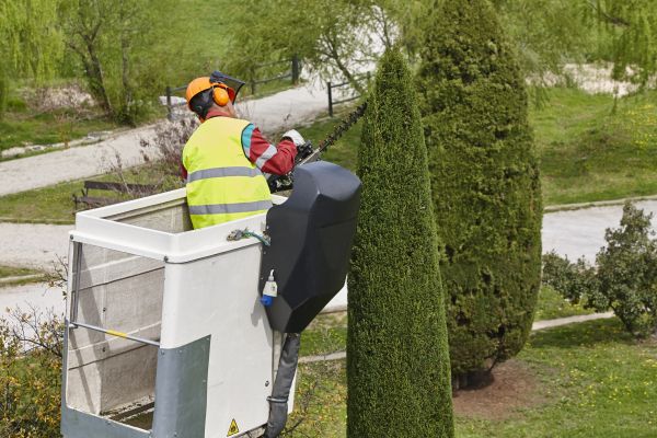 Cypress Tree Pruning in Charlottesville