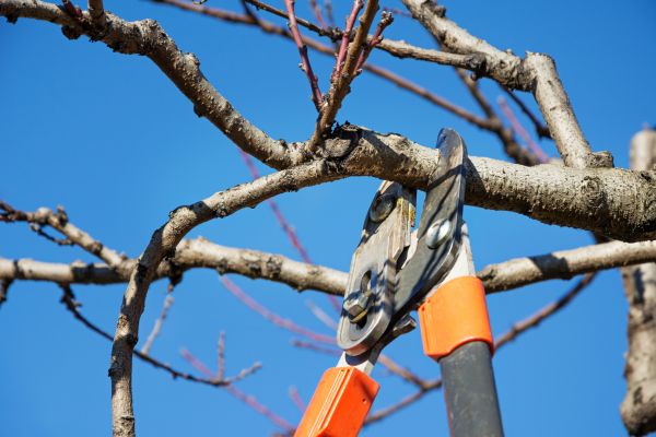 Peach Tree Trimming in Charlottesville