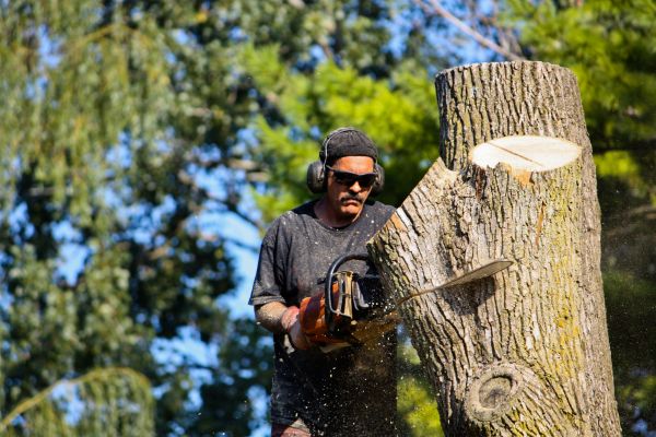 Ash Tree Pruning in Charlottesville