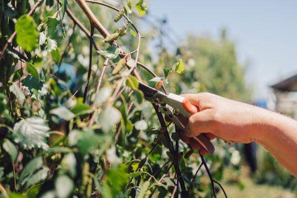 Birch Tree Pruning in Charlottesville