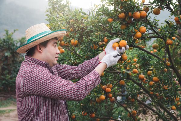 Orange Tree Pruning in Charlottesville