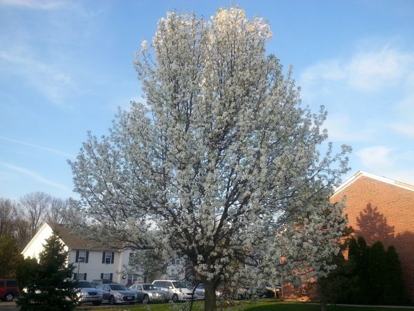 Bradford Pear Tree Pruning in Charlottesville