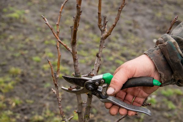 Pear Trees Pruning in Charlottesville