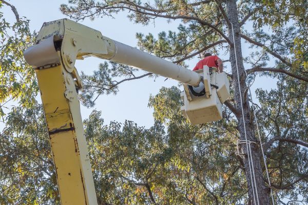 Limbs Trimming in Charlottesville