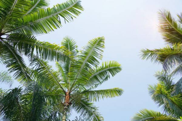 Queen Palm Tree Trimming in Charlottesville