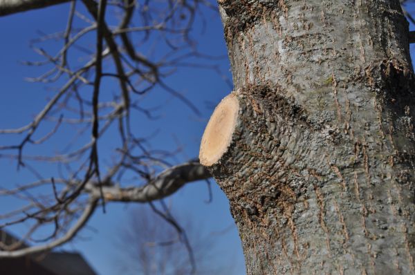 Limb Pruning in Charlottesville