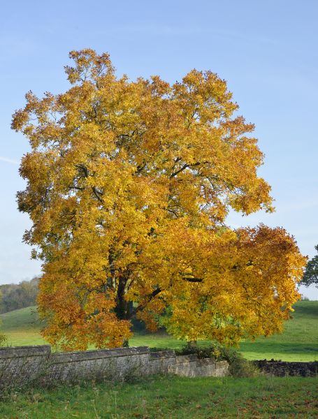 Hickory Tree Trimming in Charlottesville