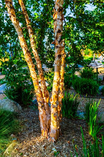 River Birch Trimming in Charlottesville