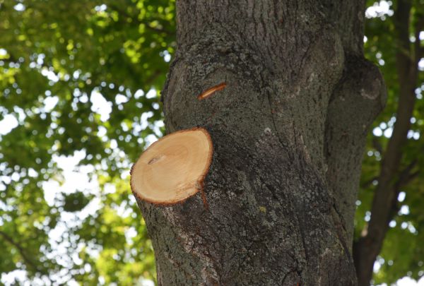 Limb Cutting in Charlottesville