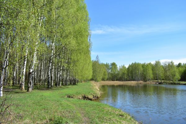 River Birch Pruning in Charlottesville