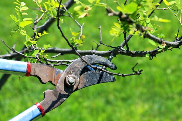 Branches Pruning in Charlottesville