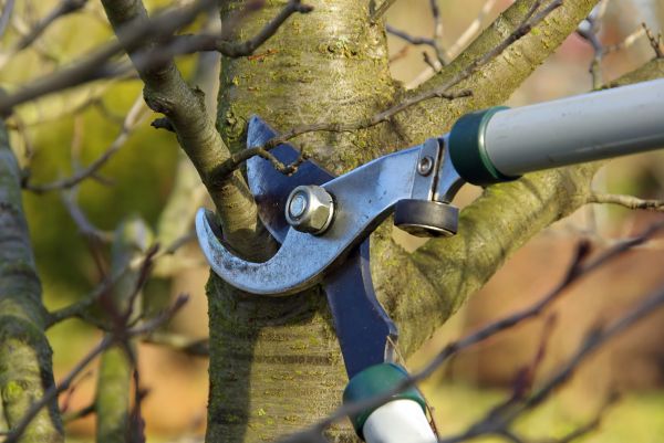 Tree Limb Trimming Service in Charlottesville