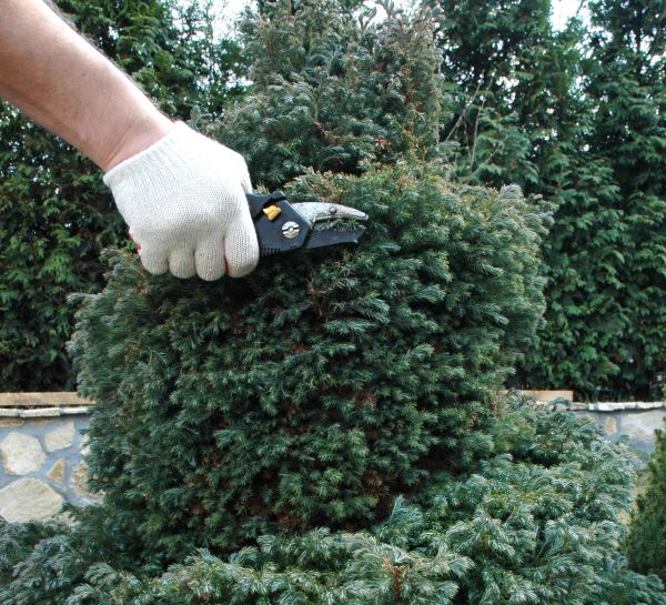 Ornamental Tree Trimming in Charlottesville
