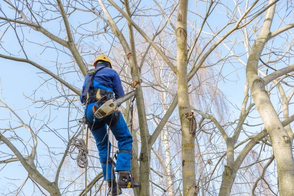 Large Tree Trimming in Charlottesville