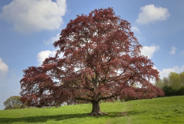 Beech Tree Pruning in Charlottesville