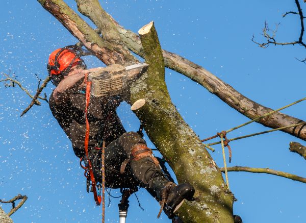 Tree Trimming Service in Charlottesville