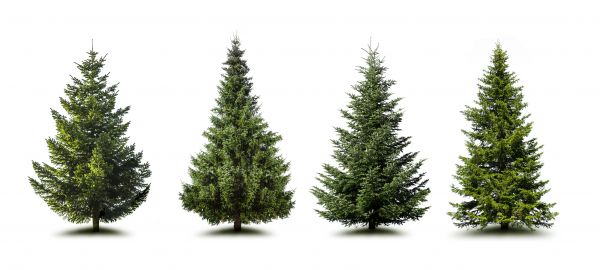 Cost of Pine Tree Trimming in Charlottesville