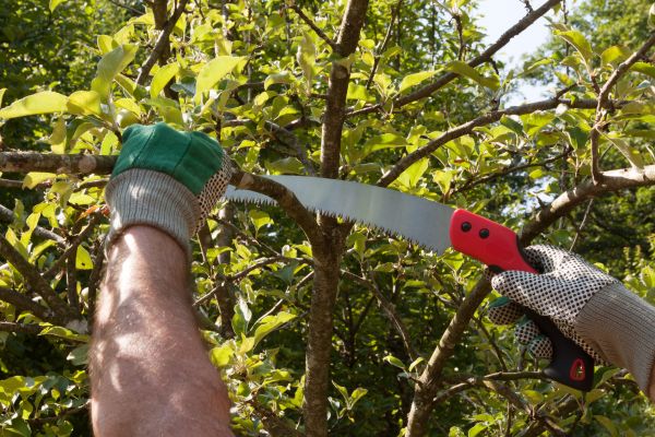 Apple Tree Trimming in Charlottesville